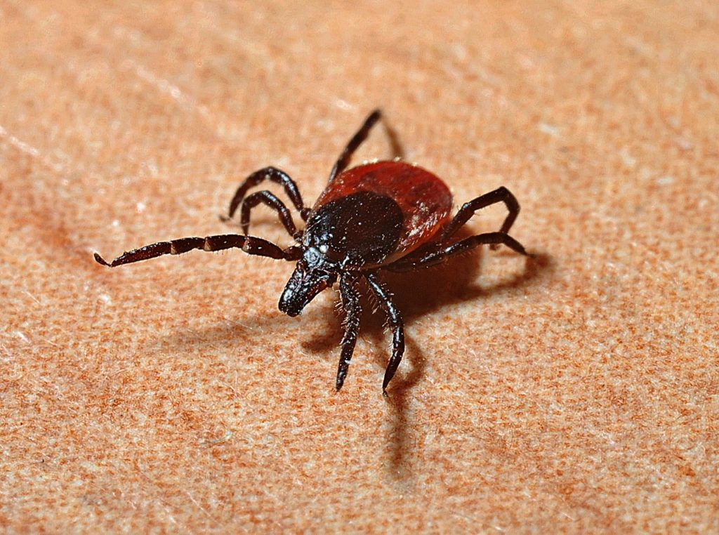 tick, lyme disease, mites-1271763.jpg