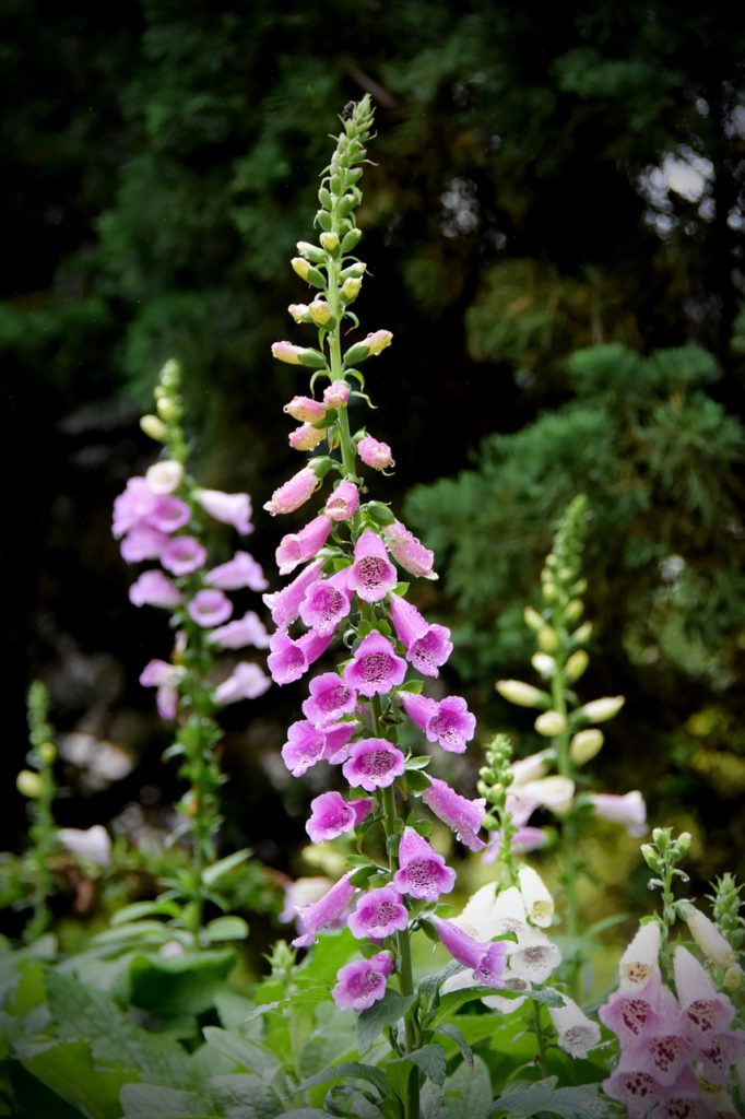 flowers, foxglove digitalis purpurea, garden-4185165.jpg